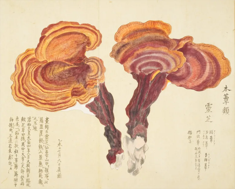 Dos hongos de repisa con bandas naranjas sobre tallos rojo oscuro, solos sobre papel claro, con escritura a mano en la parte inferior izquierda.
