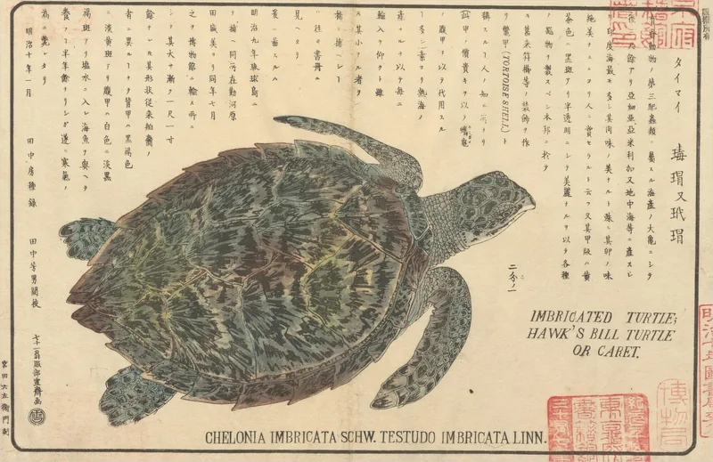 Una tortuga carey dibujada desde arriba con gran detalle, con columnas manuscritas al lado y su nombre en latín impreso al pie.