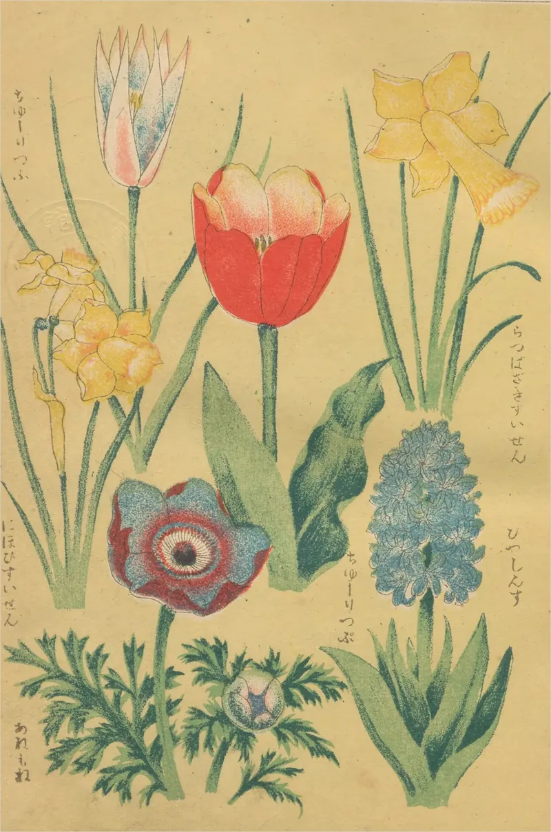 Un tulipán rojo, narcisos amarillos, un jacinto azul y una anémona, uno junto a otro sobre un fondo amarillo cálido, cada uno rotulado en katakana.